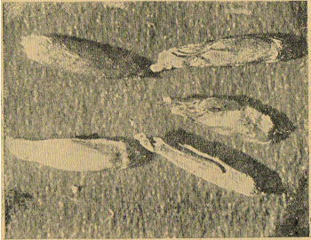 Фото 17. Зёрна ржи, извлечённые из колоса, найденного в деле 1755 г. (увеличено)