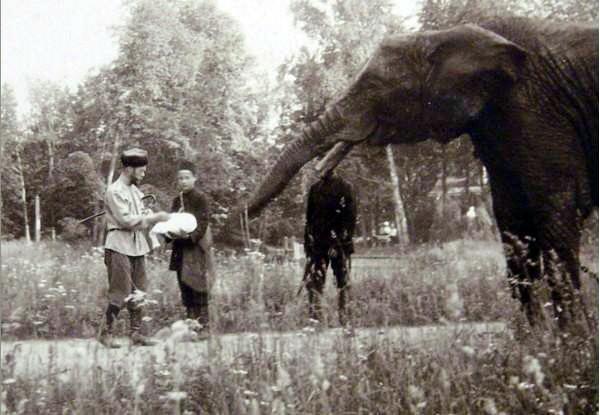 Николай II кормит слона