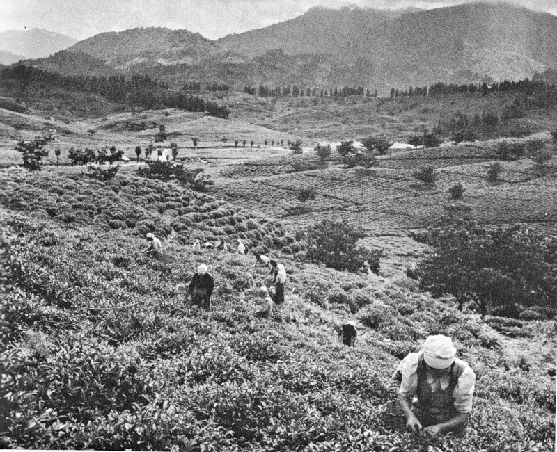Грузия 1947. В поле