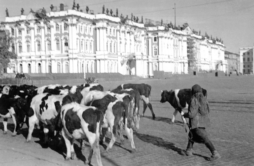 Коровы на Дворцовой площади