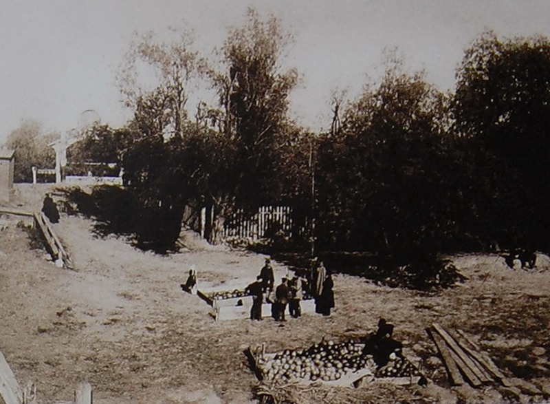 Торговля арбузами. Фото начала XX века.